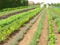 Ministerul Agriculturii dă fonduri pentru cei care cultivă plante aromatice, dar banii riscă să rămână nefolosiți