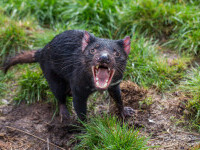 Diavolii tasmanieni duși pe o insulă pentru a fi salvați de la dispariție au exterminat o altă specie