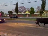 Vaci agresive în apropiere de Los Angeles. Cum au ajuns pe străzi