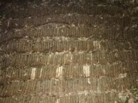 A plecat să caute ciuperci, dar a făcut o descoperire uimitoare. Ce a găsit un bărbat într-o pădure din Suceava