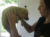 Căței îngropați de vii în Suceava. Câțiva tineri au săpat cu mâinile goale după ei