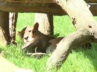 Grădina zoologică din Târgu Mureș are doi pui de lei nou născuți de ziua internațională a copilului
