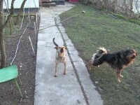 Primăria Iașiului trebuie să plătească 10.000 de lei unui bărbat care a fost mușcat pe stradă de un câine fără stăpân