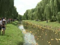 Mii de rățuște galbene s-au întrecut pe râul Cibin, pentru o cauză nobilă. Despre ce este vorba