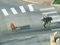 O vacă scăpată pe o autostradă aglomerată din SUA, prinsă cu un lasou de doi cowboy