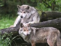 Proiect inedit al unor grădini zoologice din SUA. O specie de lupi va fi eliberată în păduri din New Mexico și Arizona