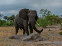Momentul în care o femeie este ucisă de un elefant. Animalul i-a zdrobit din nou trupul în timpul funeraliilor. VIDEO