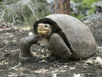 Specialiștii au identificat o țestoasă ”gigant fantastică”. Se credea că a dispărut acum 100 de ani