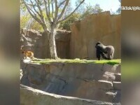 Un cățel pus pe șotii a intrat în cușca gorilelor de la o grădină zoologică. Angajații au reușit să-l salveze