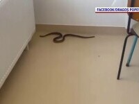 Momente de panică la Spitalul din Balș. Un șarpe lung de un metru și jumătate a intrat în clădire