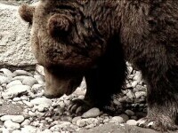 Un pui de urs a fost prins în orașul Petroșani. Ce s-a întâmplat cu animalul