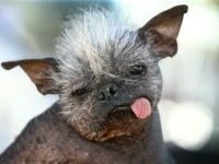 GALERIE FOTO „Happy face”, un câine chinezesc cu creastă, a fost desemnat cel mai urât din lume