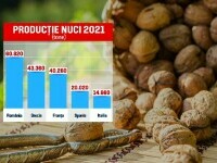 România, campioană la producția de nuci în UE. O mare parte pleacă în Europa și în țările arabe