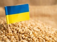 Anchetă jurnalistică a ucrainenilor: Rusia exportă în Turcia cereale furate din Ucraina