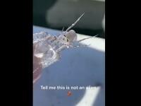 VIDEO VIRAL. Creatura care a îngrozit un pescar: „Spuneți-mi că nu este un extraterestru”