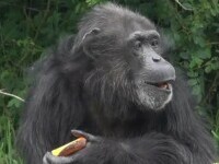 Cimpanzeul care a împlinit jumătate de secol, sărbătorit la o grădină zoo din Marea Britanie