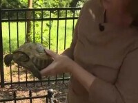 Broasca țestoasă care a devenit celebră pentru „evadările” sale. A fost găsită după nouă luni