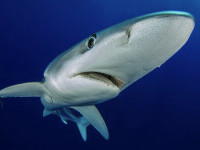 rechin albastru