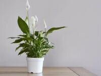 spathiphyllum