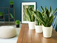 sansevieria - planta sarpe