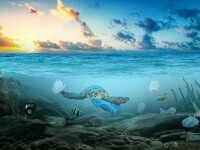 Moment istoric. După două decenii de negocieri, a intrat în vigoare primul acord din lume pentru protejarea vieții marine