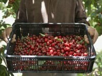 Un bărbat din Galați a fost operat de urgență după ce a mâncat 2 kilograme de cireșe cu tot cu sâmburi. „Șocat de ce vedeam”
