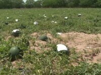 Canicula din ultimele zile a accentuat seceta din județul Dolj. Fermierii caută soluții pentru a-și apăra recoltele