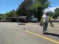 Peste 250 de milioane de albine eliberate după un accident. Apicultorii, mobilizare de urgență, în SUA