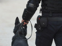 Centre de colectare a ciupercilor din Suceava, verificate de Garda de Mediu. Amenzi de 360.000 lei