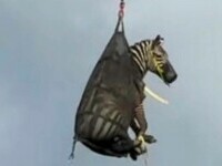 ed zebra