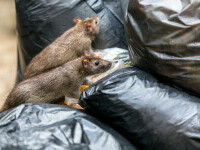 Orașul care a recurs la anticoncepționale ca să rărească populația de șobolani, după „pubelele OZN”