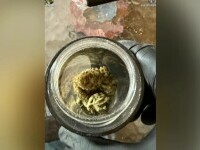 Percheziții de amploare în Galați și Vrancea. Peste o sută de persoane, duse la audieri într-un dosar de trafic de droguri