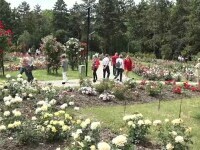 Gradina Botanică din Iași „fură” privirile românilor. Peste 800 de soiuri de trandafiri atrag mii de vizitatori