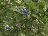 România, printre marii producători de afine. Culturile bio se extind rapid, susținute de fonduri europene