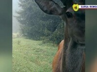 Un cerb a fost surprins în timp ce părea că își face un selfie în fața camerei de supraveghere - Video
