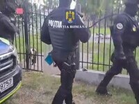 Opt câini de rasă, folosiți la lupte ilegale într-o curte din Prahova. Ce s-a găsit în telefonul Bărbatului care îi antrena
