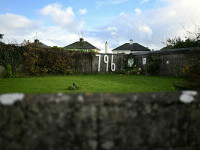 bebelusi irlanda