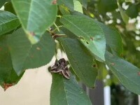 insecte