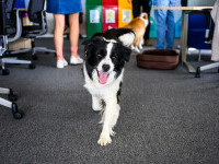 (P) Terapie fără programare, în timpul orelor de lucru – birourile pet-friendly sunt cu adevărat motivante