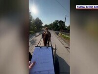 caruta