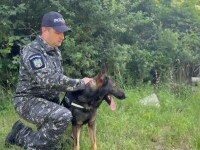 Câine polițist