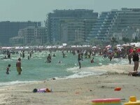 „Pișcă, pișcă”. Invazia care a acaparat litoralul românesc din cauza caniculei. Turiștii sunt exasperați