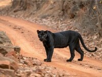 Pantera neagră din Bulgaria ar fi fost văzută în Giurgiu. Două persoane au sunat la 112