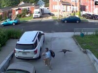 Un curcan furios a atacat un bărbat în New York. Cum a reușit să scape victima