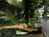 Furtuna puternică de vineri seară a provocat pagube în București. Zeci de copaci doborâți şi cabluri electrice avariate