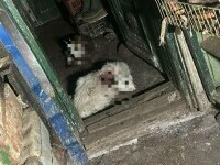 Un urs a intrat în curtea unui localnic din Râmnicu Vâlcea. Ce pagube a făcut animalul sălbatic