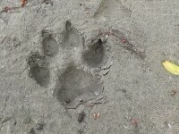 Urmele observate de un vânător din Giurgiu, care a semnalat prezența panterei din Bulgaria. Animalul, căutat de autorități