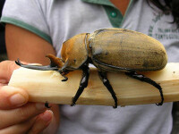 Aveti gandaci in bucatarie? Se poate si mai rau!