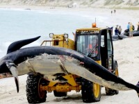 In imagini: Tragedia delfinilor esuati pe o plaja australiana