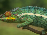 cameleon